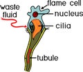 Flatworm flame cell. Structure of element of excretory system. Protonephridia of planaria and other flatworm Royalty Free Stock Photo